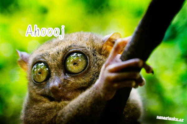 Tarsier has eyes that are larger than it's brain. Bohol island, Philippines.